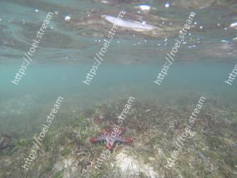 Underwater, Water, Organism, Starfish, Sea, Marine biology, Echinoderm 