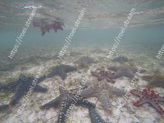 Starfish, Echinoderm, Marine invertebrates, Water, Underwater, Marine biology, Organism, Sea, Reef, Invertebrate 