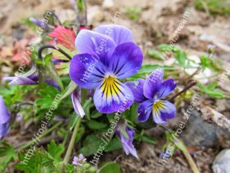 Flower, Flowering plant, Plant, wild pansy, Petal, Viola, Violet family, Wildflower, Pansy, Lily family 