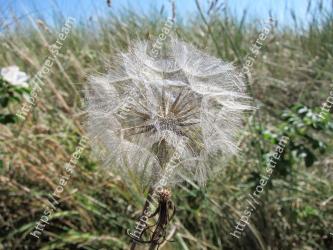 Plant, Flower, Grass family, Grass, Dandelion, Purple salsify, Flowering plant, dandelion, Heracleum (plant), Plant stem 