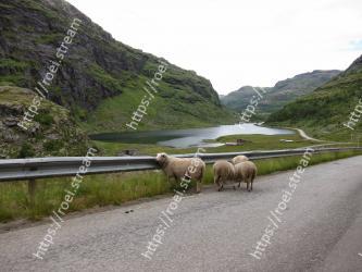 Highland, Sheep, Sheep, Road, Mountainous landforms, Mountain pass, Mountain range, Pasture, Mountain, Herd 