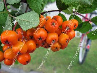 Plant, Fruit, Fruit tree, Flower, Flowering plant, Food, Rowan, Leaf, Tree, Sorbus 