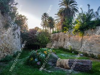 Tree, Wall, Grass, Grass family, Botany, Garden, Stone wall, Plant, Palm tree, Landscape 